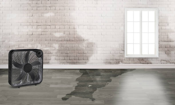 Best Mold removal after water damage  in Franklin Square, NY